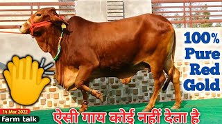 ऐसी गाय कोई नहीं देगा 👍100 Red Gold Pure Sahiwal 👍 Kamdhenu Dairy Farm Tikuram 📲7627058169 Sahiwal [upl. by Fronniah]