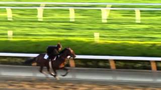 Orb breezes May 13 at Belmont Park for Preakness [upl. by Pollard107]