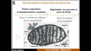 Glycolyse et Cycle de Krebs SVT 2 bac [upl. by Anerb]