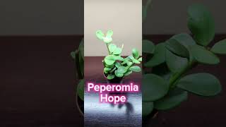 Plant Collection explore peperomia grow plants tropicalplants houseplants loveplants [upl. by Kareem]