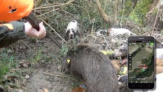 Grande CACCIATA al CINGHIALE  ANLC amp CampC HUNTING  WILD BOAR HUNTING [upl. by Irehc]