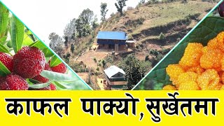 Kafal khane  काफल खान्या  Discovering the Exotic Fruits Kafal in Surkhet Nepal  4K  JustClick [upl. by Michi]