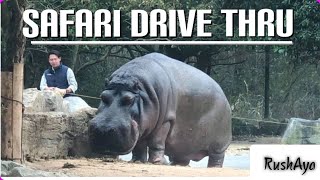 DriveThru Safari in HIMEJI Central Park 姫路セントラルパーク 【サファリ】ドライブスルーサファリ [upl. by Mcquoid]