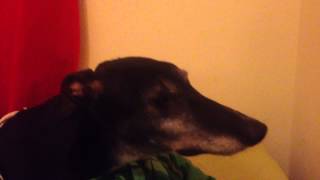 Greyhound Reverse Sneezing [upl. by Polivy61]