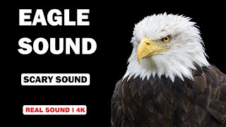 Real Eagle Sounds  High Quality  Get Ready for a Thrilling Experience  4K [upl. by Rosenzweig950]