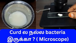 Curd under microscope tamil  Lactobacillus bacteria தயிர் நுண்ணோக்கி வழியாக  GK [upl. by Harberd]