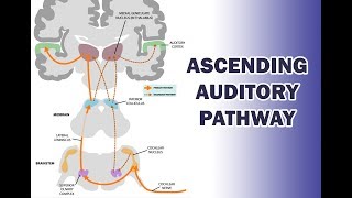 ASCENDING AUDITORY PATHWAY [upl. by Phylis]