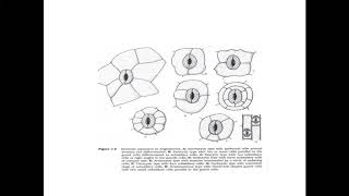 Taxonomy in relation to anatomy [upl. by Tedda33]