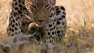 Leopard vs Guinea Fowl [upl. by Annabella180]