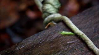 Tiger leech in Borneo [upl. by Irec901]