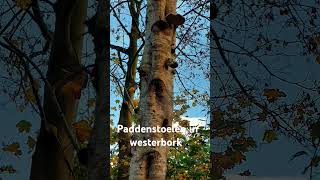 herfst paddestoelen like subscribe westerbork vlog [upl. by Eiromem940]