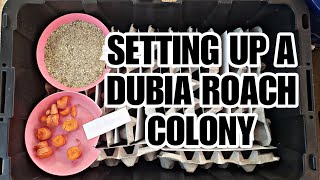 Setting Up A Dubia Roach Colony [upl. by Lynnea239]