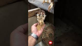 Tetra aseel feeding at handpakistan viralvideo like follow [upl. by Massarelli]