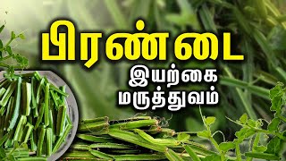 Pirandai Health Tips Explained In Tamil Iyarkai Maruthuvam [upl. by Attenrad]