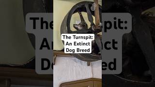 The Turnspit An Extinct Dog Breed [upl. by Airotnes233]