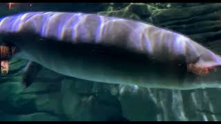 New Manatees Arrive at Manatee Springs  Cincinnati Zoo [upl. by Ocisnarf943]