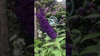 Buddleja davidii ‘black knight’ [upl. by Shaff]