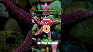 3 Most Dagenrous StarFish in the World shortsvideo [upl. by Gnemgnok]