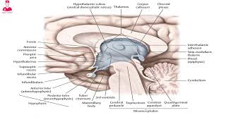 Diencephalon  thalamus hypothalamus and epithalamus [upl. by Haimehen970]