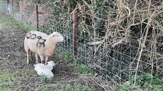 Easycare sheep Lambing 2024 has begun [upl. by Eimareg]