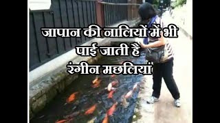 जापान की नालियों में रंगीन मछलियां colurful fishes in drainage canal japan [upl. by Neb]