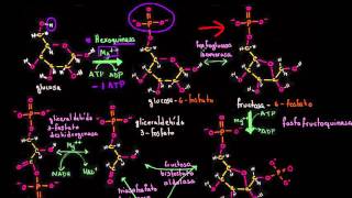 Pasos de la glucólisis  Respiración celular  Biología  Khan Academy en Español [upl. by Gollin157]