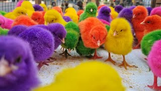 MENANGKAP AYAM WARNA WARNI  KUCING  BEBEK AYAM RAINBOW KUCING MEONG  HEWAN LUCU  ANGSA [upl. by Aehr]