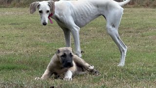 Yavru Köpeğime nasıl Dikkat etmeliyim [upl. by Bausch]