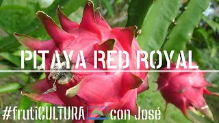 Cómo CULTIVAR 🌱 la fruta del dragón o PITAHAYA 🔥 frutiCULTURA LdN [upl. by Dex]