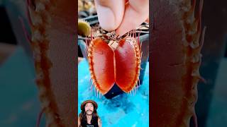 carnivorous plant vs bug carnivorousplants shorts [upl. by Delano]