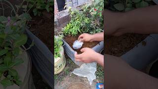 normal vs compostable plastic bag which one is better experiment shorts viralvideo science [upl. by Vary]