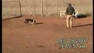 Border Collie Koko Training on Sheep [upl. by Johathan458]