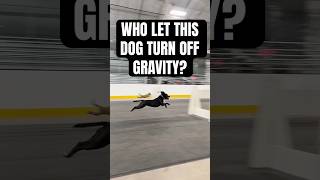 Who let the 4th dog turn off gravity [upl. by Deb]