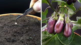 Growing Baby Eggplant Time Lapse  Seed To Fruit In 87 Days [upl. by Noma420]