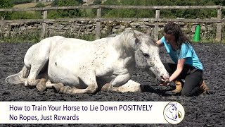 How to Train Your Horse to Lie Down POSITIVELY No Ropes Just Rewards [upl. by Lavinie]