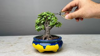 Making Bonsai Tree in 1 Year  Jade Plant  Repotting  Pruning  Portulacaria Afra [upl. by Ivah489]