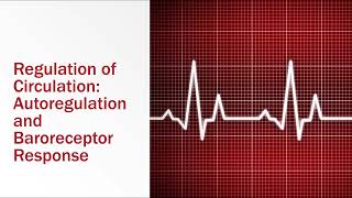 Regulation of Circulation Autoregulation and Baroreceptor Response [upl. by Ester]