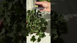 I prune geraniums before winter using the max 20 method [upl. by Suiramad]