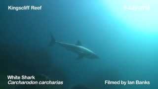 Great White Shark Carcharodon carcharias encounter at Kingscliff Reef  9July2014 [upl. by Tonia843]