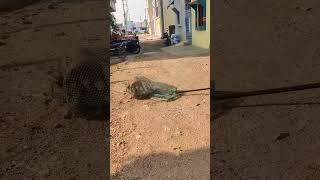 Danger Dog CathedAt Hyderabad 🐕‍🦺🙏🐕 dog doglover humanity dogshorts viral [upl. by Welcy]