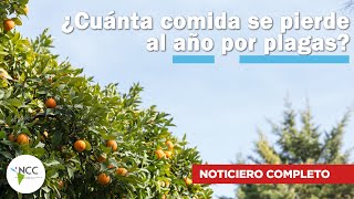 ¿Cuánta comida se pierde al año por plagas  706  11 al 17 de noviembre de 2024 [upl. by Yecram295]