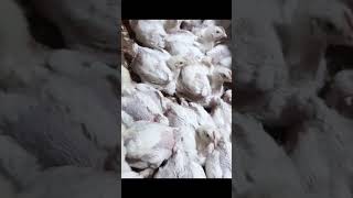 Good health and the growth is fast  Fast growing broilers [upl. by Chiquita]