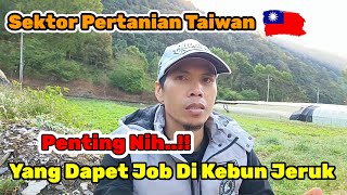 BIAR KALIAN GAK BINGUNG KETIKA KERJA DI KEBUN JERUK TAIWAN [upl. by Beatrisa]