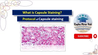 Capsule staining  Bacterial capsule staining  Capsule staining procedure microbiologylaboratory [upl. by Isador]