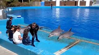 Espectáculo con delfines en el oceanográfico de Valencia [upl. by Demmahom]