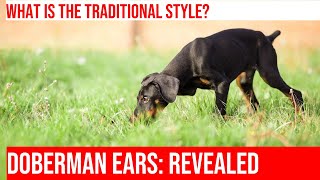 Doberman Ear Cropping Styles amp Effects Explained [upl. by Anerdna592]