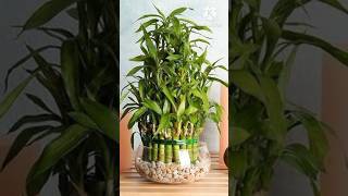 Beautiful Air Purifier Plants Grow In Water youtubeshorts indoorplants gardenplants summer [upl. by Yniar]