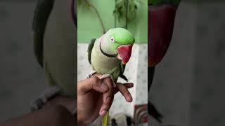 Mithu ki siti mittoo parrottalking parrotspeak talkingparrot parrotlover parrot viralvideo [upl. by Shelly581]