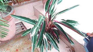 Prayer Plant  Maranta Tricolor Plant Care  How to Grow and Care Maranta  Prayer Plant [upl. by Heyman]