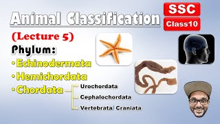 Animal Classification Lecture 5  Echinodermata Hemichordata chordata  Class 10 SSC  state board [upl. by Enej]